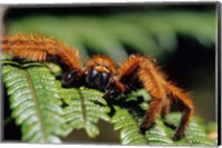 Framed Close-up of Tarantula on Fern, Madagascar