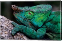 Framed Chameleons in the Analamazaotra National Park, Madagascar