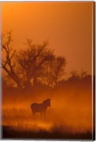 Framed Burchell's Zebra at Sunset, Okavango Delta, Botswana
