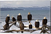 Framed Bald Eagles in Winter, Homer, Alaska