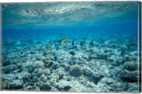 Framed Crystal Clear Waters and Sea Life of the Red Sea, Egypt