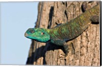 Framed Green-Headed Agama Lizard, Tanzania