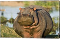 Framed Hippopotamus, Tanzania