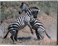 Framed Fighting Burchell's Zebra, Serengeti, Tanzania