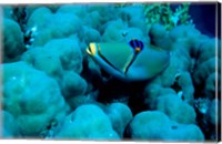 Framed Arabian Picasso Triggerfish, Panorama Reef, Red Sea, Egypt