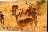 Framed Close-up of Impala, Kruger National Park, South Africa