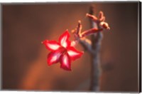 Framed Colorful Close-up of a Flower, Kruger National Park, South Africa