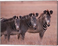 Framed Grevy's Zebra, Masai Mara, Kenya