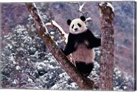 Framed Giant Panda Standing on Tree, Wolong, Sichuan, China