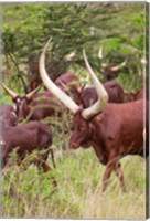 Framed Close Up of Ankole-Watusi cattle, Mbarara, Ankole, Uganda