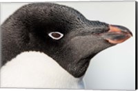 Framed Antarctica, Petermann Island, Adelie Penguin portrait.