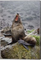 Framed Antarctica, South Georgia, Elsehul Bay, Fur seal