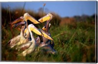 Framed Botswana, Okavango Delta. Pink-backed Pelican birds