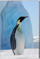 Framed Emperor Penguin on ice, Snow Hill Island, Antarctica