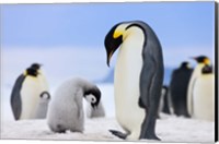 Framed Emperor Penguins, Antarctica