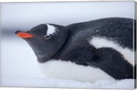 Framed Gentoo Penguin resting in snow on Deception Island, Antarctica.