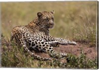 Framed Africa, Tanzania, Serengeti. Leopard, Panthera pardus.