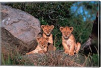 Framed Den of Lion Cubs, Serengeti, Tanzania