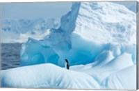 Framed Antarctica, Gentoo Penguin standing on iceberg near Enterprise Island.