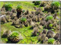 Framed Landscape with Giant Groundsel in the Mount Kenya National Park, Kenya