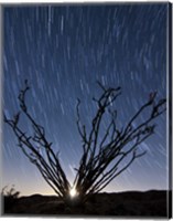 Framed setting moon is visible through the thorny branches on an ocotillo, California