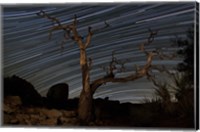 Framed dead Pinyon pine tree and star trails, Joshua Tree National Park, California