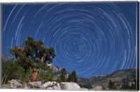 Framed pine tree on a windswept slope reaches skyward towards north facing star trails