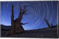Framed Star trails above an ancient bristlecone pine tree, California