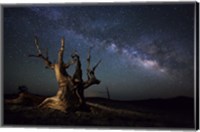 Framed Milky Way and a dead bristlecone pine tree in the White Mountains, California