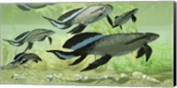 Framed Scaumenacia lobe-finned fish from the Devonian period