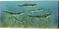Framed Orthacanthus was a freshwater shark that thrived in the Devonian Period