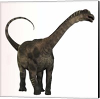 Framed Antarctosaurus dinosaur from the Cretaceous Period