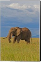 Framed Kenya, Maasai Mara National Park, Male elephant