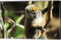 Framed Madagascar, Andasibe, Ile Aux Lemuriens, baby Golden Bamboo Lemur.