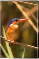 Framed Malawi, Liwonde NP, Malachite kingfisher bird on branch