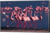 Framed Lesser Flamingo, Kenya