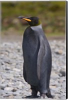 Framed Melanistic king penguin, King Penguins