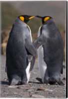 Framed King penguins, mating ritual