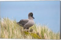 Framed Light-mantled sooty albatross bird, Gold Harbor