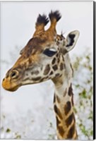 Framed Maasai Giraffe Feeding, Maasai Mara, Kenya