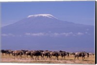 Framed Kenya: Amboseli NP, wildebeest wildlife, Mt Kilimanjaro