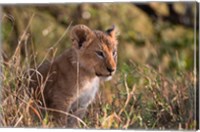 Framed Lion cub, Masai Mara National Reserve, Kenya