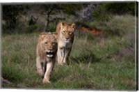 Framed Lion, Kariega Game Reserve, South Africa