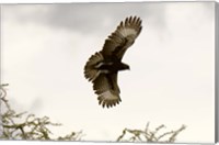 Framed Long Crested Eagle, Meru National Park, Kenya