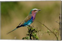 Framed Lilacbreasted Roller bird, Kenya