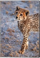 Framed Kenya, Cheetah in Amboseli National Park
