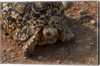 Framed Leopard tortoise, Stigmochelys pardalis, Etosha NP, Namibia, Africa.