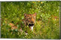 Framed Leopard, Kruger National Park, South Africa