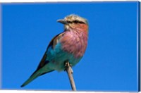 Framed Lilac-breasted Roller, Hwange National Park, Zimbabwe, Africa