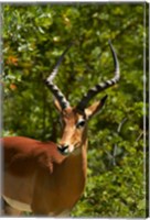 Framed Male Impala, Hwange National Park, Zimbabwe, Africa